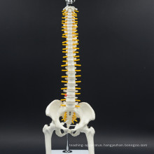 China manufacturer high quality life-size education anatomical spine model